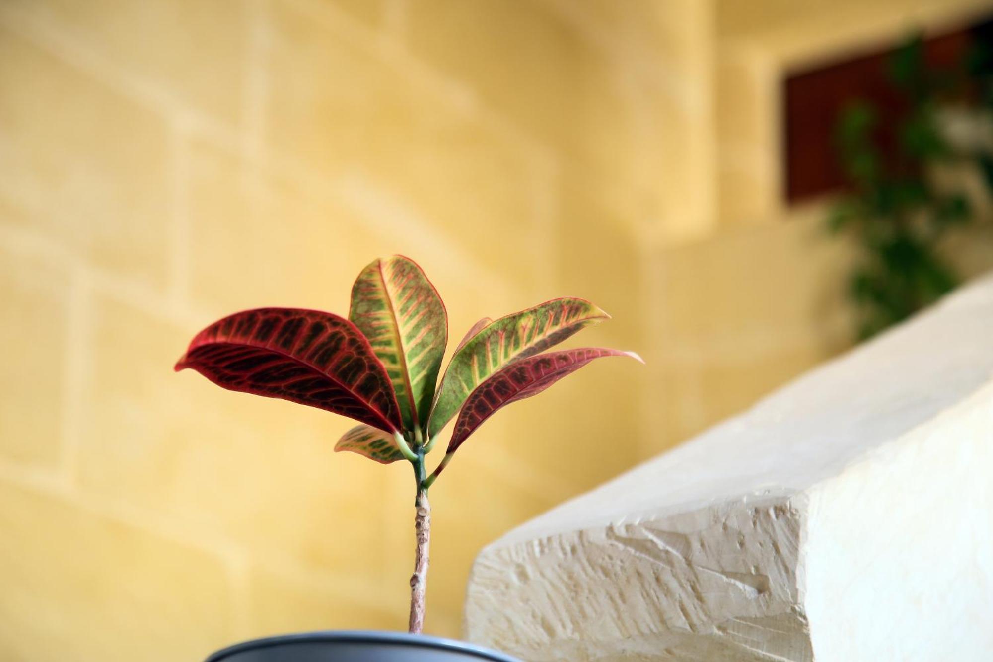 A La Maison B&B Xagħra エクステリア 写真